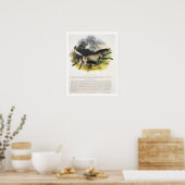 De Wolf (Canis lupus) is een educatieve illustrati Poster (Keuken)