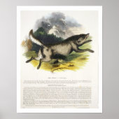 De Wolf (Canis lupus) is een educatieve illustrati Poster (Voorkant)