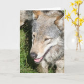 De wolf snuffelt Wenskaart rond Kaart (Gele Bloem)
