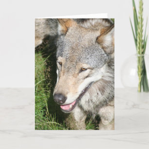 De wolf snuffelt Wenskaart rond Kaart