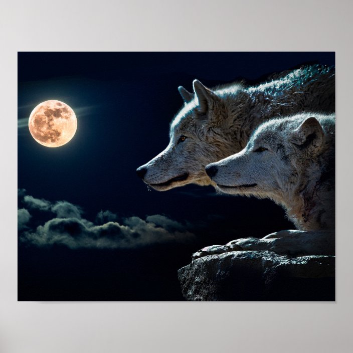 De Wolven die van de wolf bij de Volle maan huilen Poster Zazzle.nl De Wolven die van de wolf bij de Volle maan huilen Poster Zazzle.nl
