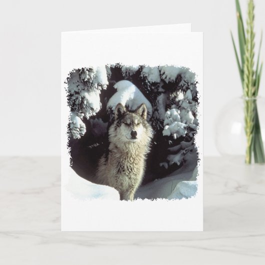 De Wolven van de Wolf van de sneeuw Kaart (Voorkant)