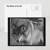De wolven van Minnesota! Briefkaart (Voorkant / Achterkant)