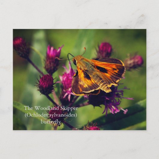 De Woodland Skipper vlinder Feestdagenkaart (Voorkant)