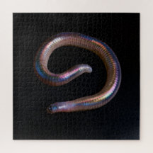 De Worm Collectie