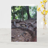 De wortels van de boom op Mt. Kurama Kaart (Gele Bloem)