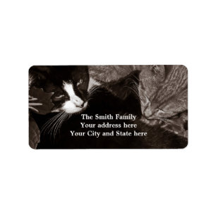 De Yin Yang Katten Etiket