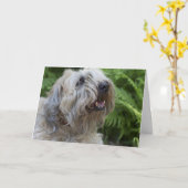 De zachte Met een laag bedekte Wheaten Kaart van (Gele Bloem)