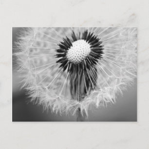 De zaden van Morgen Briefkaart