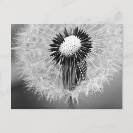 De zaden van Morgen Briefkaart (Voorkant)