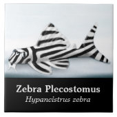 De Zebra plecostomus vistegel Tegeltje (Voorkant)