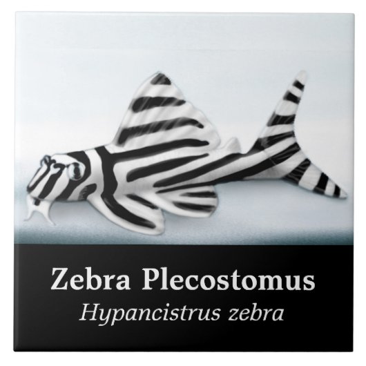 De Zebra plecostomus vistegel Tegeltje (Voorkant)