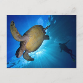 De Zee schildpad en duiker Briefkaart