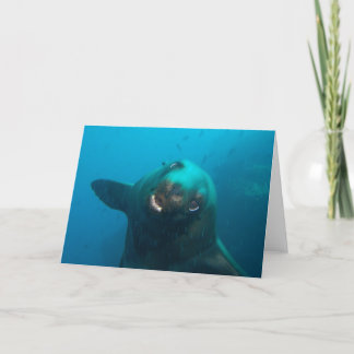 De Zeeleeuw van de Galapagos Kaart