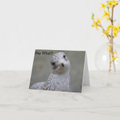 De zeemeeuw zegt wat? De Kaart van de nota (Gele Bloem)
