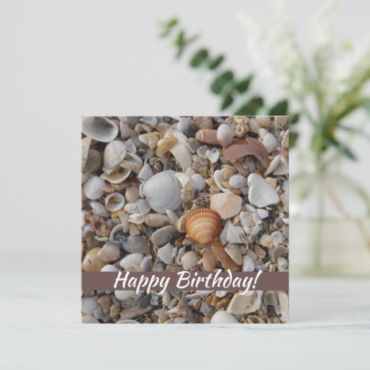 De zeeschelpen op de Zee kust (Staand voorkant)