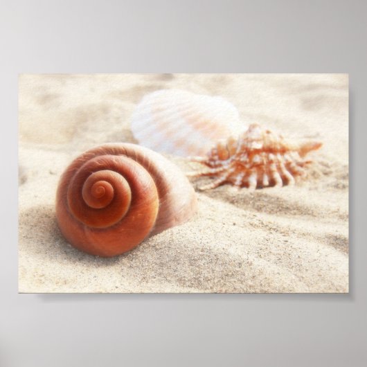De zeeschelpen op het zand sluiten dicht poster (Voorkant)