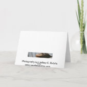 De zeeschelpenWenskaart van de vlinder Kaart (Achterkant)