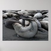 De zegel van de zeemeermin (Poster) Poster (Voorkant)