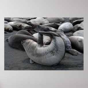 De zegel van de zeemeermin (Poster) Poster