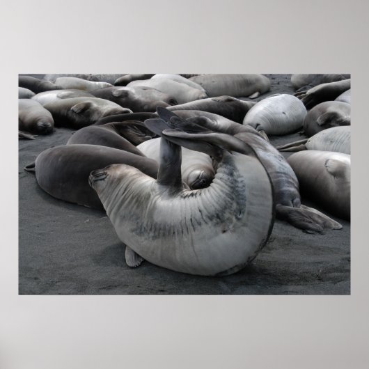 De zegel van de zeemeermin (Poster) Poster (Voorkant)