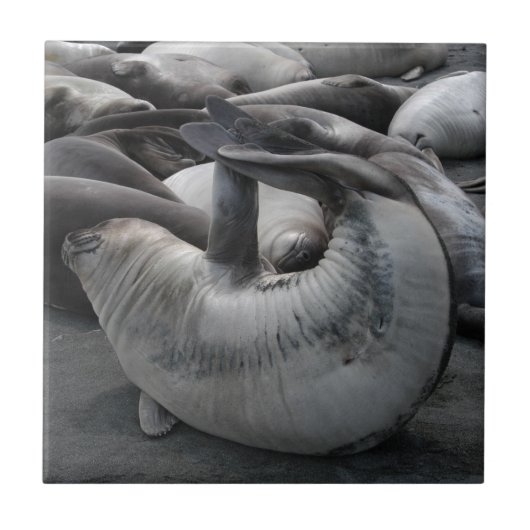 De zegel van de zeemeermin - Tile Tegeltje (Voorkant)