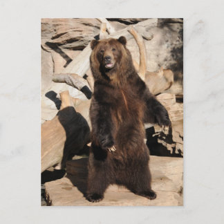 De Zeug van de grizzly Briefkaart