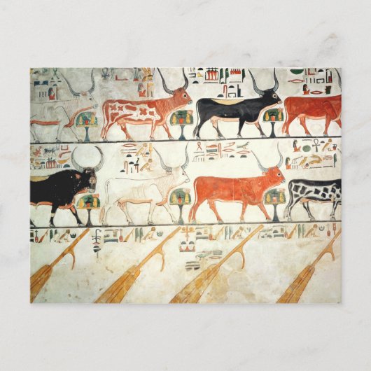 De zeven hemelkoeien en de heilige stier briefkaart (Voorkant)