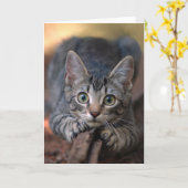 De zilveren Kaart van het Katje van de Gestreepte (Gele Bloem)