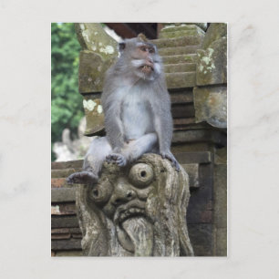 De zitting van de aap bij een standbeeld in Bali Briefkaart