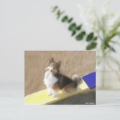 De zitting van de Herdershond van CuteShetland op Briefkaart (Staand voorkant)
