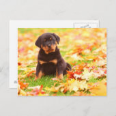 De Zitting van het Puppy van Rottweiler in de Briefkaart (Voorkant / Achterkant)