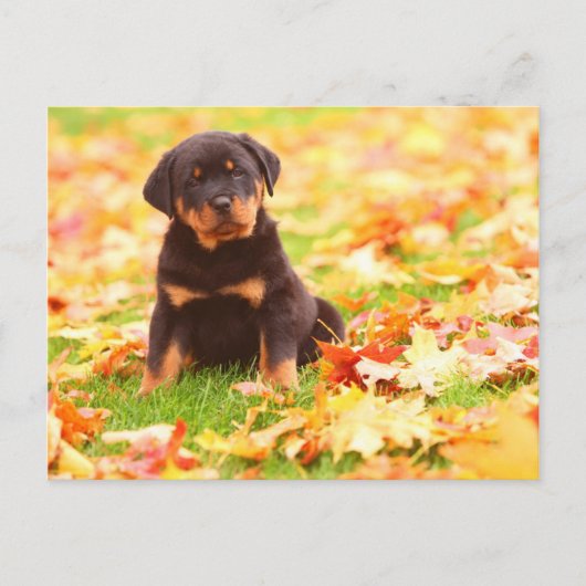 De Zitting van het Puppy van Rottweiler in de Briefkaart (Voorkant)