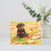De Zitting van het Puppy van Rottweiler in de Briefkaart (Staand voorkant)