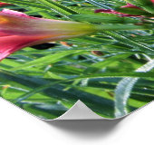 De zomerrebloeiende Daylily-tuinen Poster (Hoek)