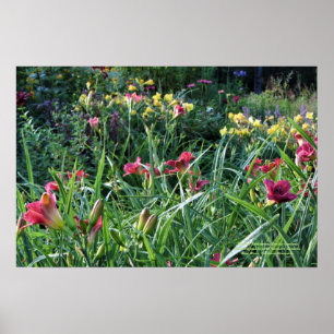 De zomerrebloeiende Daylily-tuinen Poster