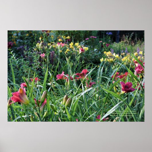 De zomerrebloeiende Daylily-tuinen Poster (Voorkant)