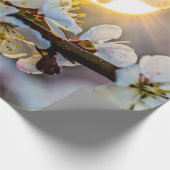 De zon achter de Japanse Abrikozenbloesems Cadeaupapier (Hoek)