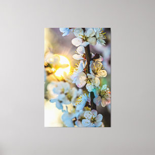 De zon achter de Japanse Abrikozenbloesems Canvas Afdruk