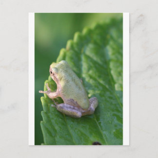 De zon bekijken briefkaart