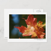 De zon opruimen briefkaart (Voorkant / Achterkant)