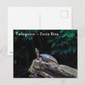 De zonnebaden van de schildpad in Tortuguero - Cos Briefkaart (Voorkant / Achterkant)
