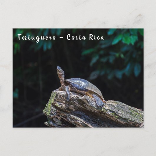 De zonnebaden van de schildpad in Tortuguero - Cos Briefkaart (Voorkant)