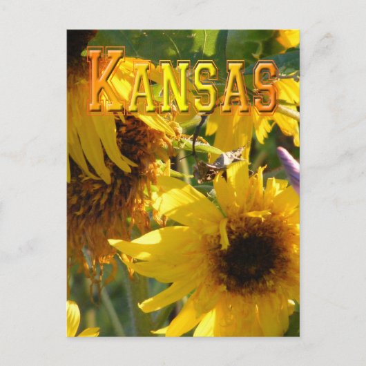 De Zonnebloemen van de teddybeer: Kansas Briefkaart (Voorkant)