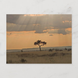 De zonnestralen die door de middag heen schijnen briefkaart