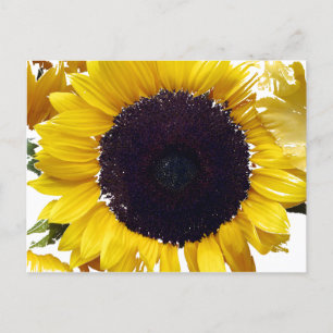 De zonneventilator briefkaart