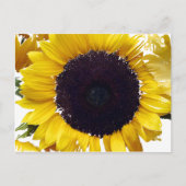 De zonneventilator briefkaart (Voorkant)