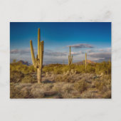 De Zonsondergang van de cactus in Arizona Briefkaart (Voorkant)
