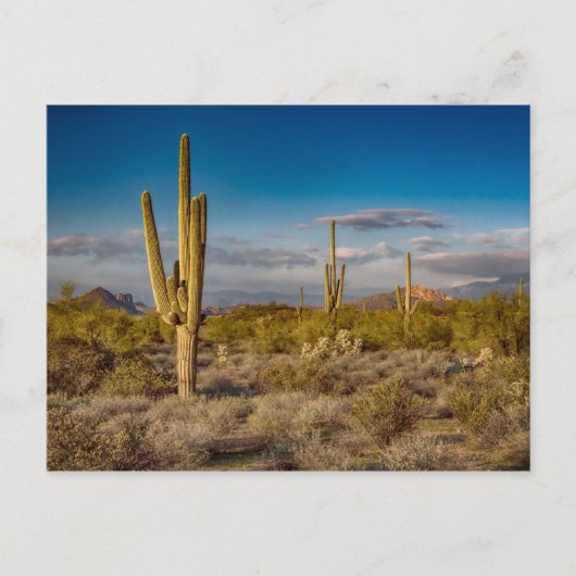 De Zonsondergang van de cactus in Arizona Briefkaart (Voorkant)