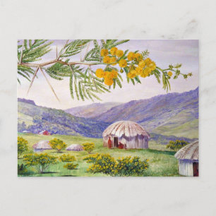 De Zuid-Afrikaanse Doornboom en Fingo Huts Briefkaart